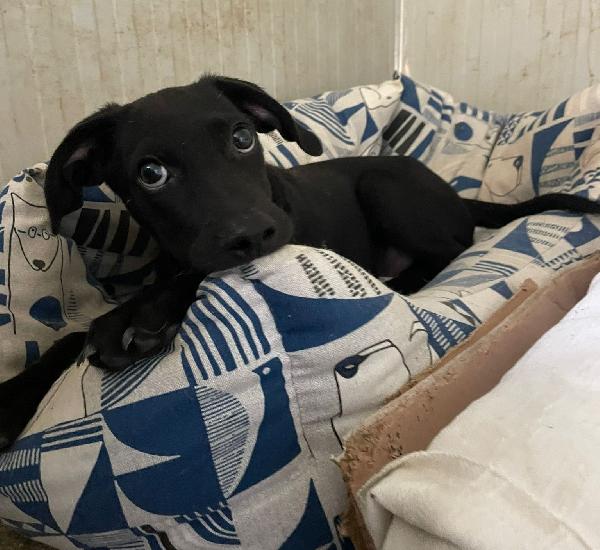 IL BELLISSIMO GIOVANNI Foto 6